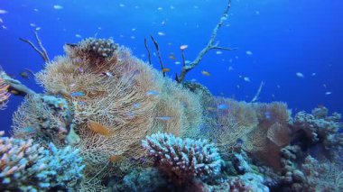 Deniz Mercan Tropikal Resifi. Su altı renkli deniz balığı. Tropik resif denizcisi. Mercanlar tropikal yaşam. Mercan bahçesi deniz manzarası. Mavi su arkaplanı.