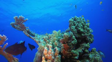 Deniz Mercan Kayalıkları. Su altı renkli deniz balığı. Tropik resif denizcisi. Mercanlar tropikal yaşam. Mercan bahçesi deniz manzarası. Mavi su arkaplanı.