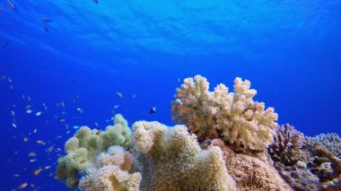 Deniz Mercan Kayalıkları. Su altı renkli deniz balığı. Tropik resif denizcisi. Mercanlar tropikal yaşam. Mercan bahçesi deniz manzarası. Mavi su arkaplanı.