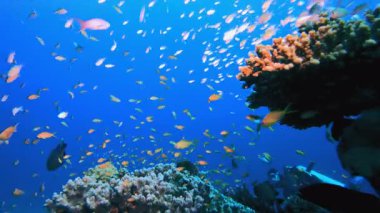 Deniz ve dalgıç. Su altı renkli deniz balığı. Tropik resif denizcisi. Mercanlar tropikal yaşam. Mercan bahçesi deniz manzarası. Mavi su arkaplanı.