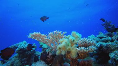 Su altındaki resif mercan bahçesi. Su altı renkli deniz balığı. Tropik resif denizcisi. Mercanlar tropikal yaşam. Mercan bahçesi deniz manzarası. Mavi su arkaplanı.