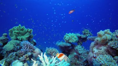 Deniz altı resif sahnesi. Su altı renkli deniz balığı. Tropik resif denizcisi. Mercanlar tropikal yaşam. Mercan bahçesi deniz manzarası. Mavi su arkaplanı.
