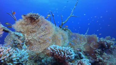 Resif Deniz Hayatı. Su altı renkli deniz balığı. Tropik resif denizcisi. Mercanlar tropikal yaşam. Mercan bahçesi deniz manzarası. Mavi su arkaplanı.