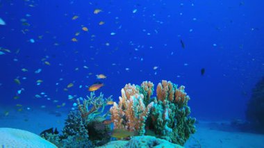 Resif Mercanları ve Balıklar. Su altı renkli deniz balığı. Tropik resif denizcisi. Mercanlar tropikal yaşam. Mercan bahçesi deniz manzarası. Mavi su arkaplanı.