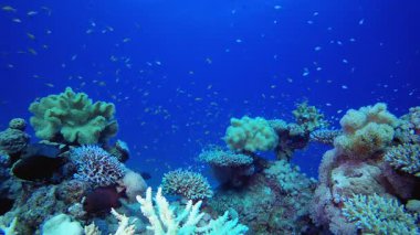 Su altındaki resif mercanı. Su altı renkli deniz balığı. Tropik resif denizcisi. Mercanlar tropikal yaşam. Mercan bahçesi deniz manzarası. Mavi su arkaplanı.