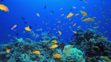 Resif Mercan Sahnesi. Su altı renkli deniz balığı. Tropik resif denizcisi. Mercanlar tropikal yaşam. Mercan bahçesi deniz manzarası. Mavi su arkaplanı.