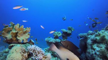 Resif Mercan Sahnesi. Su altı renkli deniz balığı. Tropik resif denizcisi. Mercanlar tropikal yaşam. Mercan bahçesi deniz manzarası. Mavi su arkaplanı.