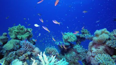Kızıl Deniz Tropikal Balığı. Su altı renkli deniz balığı. Tropik resif denizcisi. Mercanlar tropikal yaşam. Mercan bahçesi deniz manzarası. Mavi su arkaplanı.