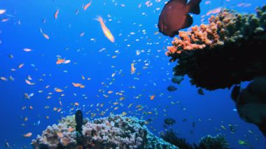 Kızıl Deniz Resifi. Su altı renkli deniz balığı. Tropik resif denizcisi. Mercanlar tropikal yaşam. Mercan bahçesi deniz manzarası. Mavi su arkaplanı.