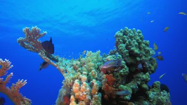 Kızıl Deniz Deniz Resifi. Su altı renkli deniz balığı. Tropik resif denizcisi. Mercanlar tropikal yaşam. Mercan bahçesi deniz manzarası. Mavi su arkaplanı.