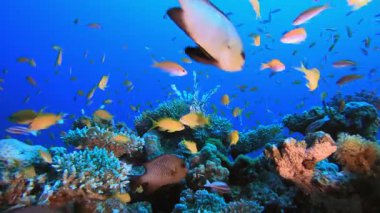 Kızıl Deniz Aslan Balığı. Su altı renkli deniz balığı. Tropik resif denizcisi. Mercanlar tropikal yaşam. Mercan bahçesi deniz manzarası. Mavi su arkaplanı.