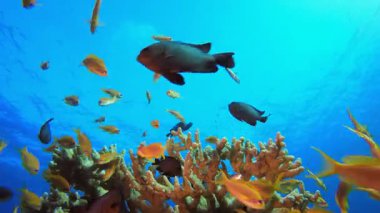 Turuncu Balık Mavi Deniz. Su altı renkli deniz balığı. Tropik resif denizcisi. Mercanlar tropikal yaşam. Mercan bahçesi deniz manzarası. Mavi su arkaplanı.