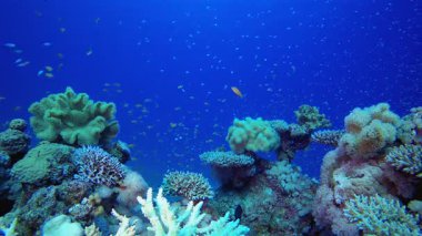 Denizaltı Tropikal Denizaltı. Su altı renkli deniz balığı. Tropik resif denizcisi. Mercanlar tropikal yaşam. Mercan bahçesi deniz manzarası. Mavi su arkaplanı.