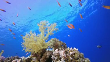 Deniz Tropik Denizi. Su altı renkli deniz balığı. Tropik resif denizcisi. Mercanlar tropikal yaşam. Mercan bahçesi deniz manzarası. Mavi su arkaplanı.