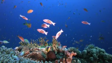 Deniz Tropik Bahçesi. Su altı renkli deniz balığı. Tropik resif denizcisi. Mercanlar tropikal yaşam. Mercan bahçesi deniz manzarası. Mavi su arkaplanı.