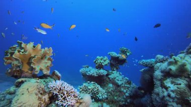 Deniz hayatı balık sahnesi. Su altı renkli deniz balığı. Tropik resif denizcisi. Mercanlar tropikal yaşam. Mercan bahçesi deniz manzarası. Mavi su arkaplanı.