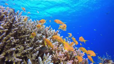 Deniz Yaşamı Balığı. Suyun altında renkli deniz balığı. Tropik resif denizcisi. Mercanlar tropikal yaşam. Mercan bahçesi deniz manzarası. Mavi su arkaplanı.