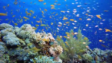 Deniz yaşamı mercan bahçesi. Su altı renkli deniz balığı. Tropik resif denizcisi. Mercanlar tropikal yaşam. Mercan bahçesi deniz manzarası. Mavi su arkaplanı.