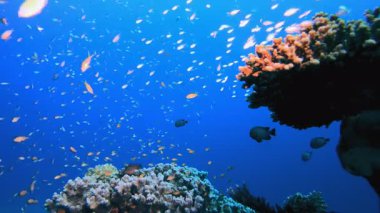 Deniz yaşamı. Tropik mavi deniz suyu. Mercan bahçesi deniz manzarası. Deniz dalgaları. Su altı dünyası hayatı. Tropik sualtı deniz manzarası. Resif mercan sahnesi.