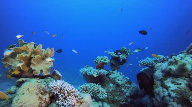 Deniz yaşamı. Tropik mavi deniz suyu. Mercan bahçesi deniz manzarası. Deniz dalgaları. Su altı dünyası hayatı. Tropik sualtı deniz manzarası. Resif mercan sahnesi.