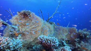 Deniz yaşamı. Tropik mavi deniz suyu. Mercan bahçesi deniz manzarası. Deniz dalgaları. Su altı dünyası hayatı. Tropik sualtı deniz manzarası. Resif mercan sahnesi.