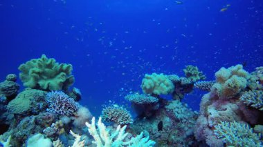 Marine Garden. Tropik mavi deniz suyu. Mercan bahçesi deniz manzarası. Deniz dalgaları. Su altı dünyası hayatı. Tropik sualtı deniz manzarası. Resif mercan sahnesi.
