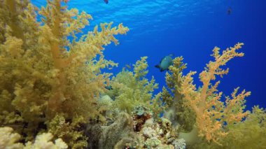Marine Garden. Tropik mavi deniz suyu. Mercan bahçesi deniz manzarası. Deniz dalgaları. Su altı dünyası hayatı. Tropik sualtı deniz manzarası. Resif mercan sahnesi.