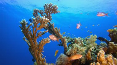 Marine Coral Garden 'da. Tropik mavi deniz suyu. Mercan bahçesi deniz manzarası. Deniz dalgaları. Su altı dünyası hayatı. Tropik sualtı deniz manzarası. Resif mercan sahnesi.