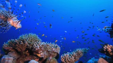Aslan Balığı Gruper Balığı. Tropik mavi deniz suyu. Mercan bahçesi deniz manzarası. Deniz dalgaları. Su altı dünyası hayatı. Tropik sualtı deniz manzarası. Resif mercan sahnesi.
