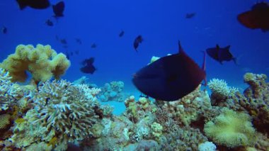 Vibrant Coral Garden 'da balık. Tropik mavi deniz suyu. Mercan bahçesi deniz manzarası. Deniz dalgaları. Su altı dünyası hayatı. Tropik sualtı deniz manzarası. Resif mercan sahnesi.