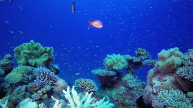 Bahçe Mercanları. Tropik mavi deniz suyu. Mercan bahçesi deniz manzarası. Deniz dalgaları. Su altı dünyası hayatı. Tropik sualtı deniz manzarası. Resif mercan sahnesi.