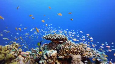 Su altındaki mercan resifleri. Tropik mavi deniz suyu. Mercan bahçesi deniz manzarası. Deniz dalgaları. Su altı dünyası hayatı. Tropik sualtı deniz manzarası. Resif mercan sahnesi.