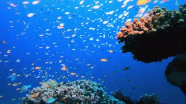 Balık Tropikal Resifi. Tropik mavi deniz suyu. Mercan bahçesi deniz manzarası. Deniz dalgaları. Su altı dünyası hayatı. Tropik sualtı deniz manzarası. Resif mercan sahnesi.
