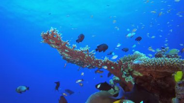 Balık Manzarası. Tropik mavi deniz suyu. Mercan bahçesi deniz manzarası. Deniz dalgaları. Su altı dünyası hayatı. Tropik sualtı deniz manzarası. Resif mercan sahnesi.