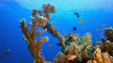 Balık Sahnesi. Tropik mavi deniz suyu. Mercan bahçesi deniz manzarası. Deniz dalgaları. Su altı dünyası hayatı. Tropik sualtı deniz manzarası. Resif mercan sahnesi.