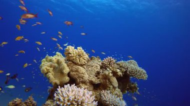 Balık resifi denizcisi. Tropik mavi deniz suyu. Mercan bahçesi deniz manzarası. Deniz dalgaları. Su altı dünyası hayatı. Tropik sualtı deniz manzarası. Resif mercan sahnesi.
