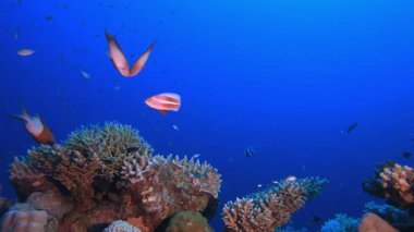 Balık Bahçe. Tropik mavi deniz suyu. Mercan bahçesi deniz manzarası. Deniz dalgaları. Su altı dünyası hayatı. Tropik sualtı deniz manzarası. Resif mercan sahnesi.