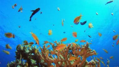 Balık Mavi Deniz Suyu. Tropik mavi deniz suyu. Mercan bahçesi deniz manzarası. Deniz dalgaları. Su altı dünyası hayatı. Tropik sualtı deniz manzarası. Resif mercan sahnesi.