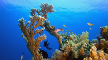 Balık ve Deniz Mercanı. Tropik mavi deniz suyu. Mercan bahçesi deniz manzarası. Deniz dalgaları. Su altı dünyası hayatı. Tropik sualtı deniz manzarası. Resif mercan sahnesi.