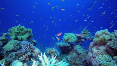 Balık ve Mercan. Tropik mavi deniz suyu. Mercan bahçesi deniz manzarası. Deniz dalgaları. Su altı dünyası hayatı. Tropik sualtı deniz manzarası. Resif mercan sahnesi.