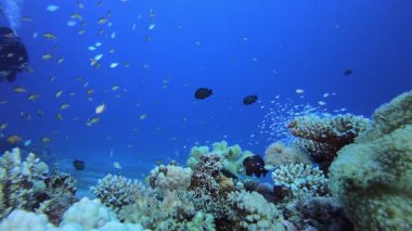 Sualtı dalgıcı. Tropik mavi deniz suyu. Mercan bahçesi deniz manzarası. Deniz dalgaları. Su altı dünyası hayatı. Tropik sualtı deniz manzarası. Resif mercan sahnesi.