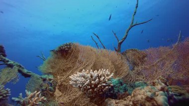 Mercanlar Mavi Deniz. Tropik mavi deniz suyu. Mercan bahçesi deniz manzarası. Deniz dalgaları. Su altı dünyası hayatı. Tropik sualtı deniz manzarası. Resif mercan sahnesi.