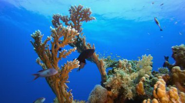 Mercanlar ve Balıklar. Tropik mavi deniz suyu. Mercan bahçesi deniz manzarası. Deniz dalgaları. Su altı dünyası hayatı. Tropik sualtı deniz manzarası. Resif mercan sahnesi.