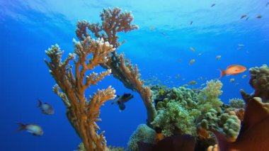 Mercan Kayalıkları Deniz Burnu. Tropik mavi deniz suyu. Mercan bahçesi deniz manzarası. Deniz dalgaları. Su altı dünyası hayatı. Tropik sualtı deniz manzarası. Resif mercan sahnesi.