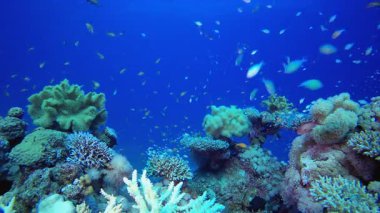 Mercan kayalıkları su altında. Tropik mavi deniz suyu. Mercan bahçesi deniz manzarası. Deniz dalgaları. Su altı dünyası hayatı. Tropik sualtı deniz manzarası. Resif mercan sahnesi.