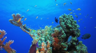 Mercan Kayalıkları Denizaltı. Tropik mavi deniz suyu. Mercan bahçesi deniz manzarası. Deniz dalgaları. Su altı dünyası hayatı. Tropik sualtı deniz manzarası. Resif mercan sahnesi.