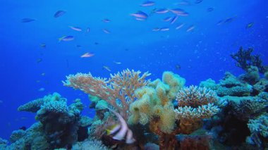 Mercan Resifi Deniz Hayatı. Tropik mavi deniz suyu. Mercan bahçesi deniz manzarası. Deniz dalgaları. Su altı dünyası hayatı. Tropik sualtı deniz manzarası. Resif mercan sahnesi.