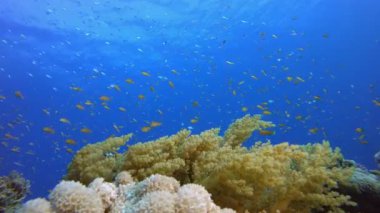 Mercan Resifi Deniz Hayatı. Tropik mavi deniz suyu. Mercan bahçesi deniz manzarası. Deniz dalgaları. Su altı dünyası hayatı. Tropik sualtı deniz manzarası. Resif mercan sahnesi.