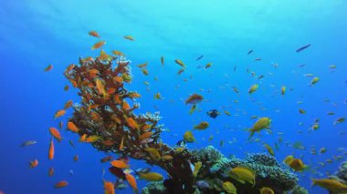 Mercan resifi balığı. Tropik mavi deniz suyu. Mercan bahçesi deniz manzarası. Deniz dalgaları. Su altı dünyası hayatı. Tropik sualtı deniz manzarası. Resif mercan sahnesi.