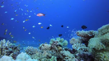 Mercan kayalıkları. Tropik mavi deniz suyu. Mercan bahçesi deniz manzarası. Deniz dalgaları. Su altı dünyası hayatı. Tropik sualtı deniz manzarası. Resif mercan sahnesi.